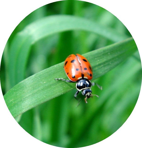 COCCINELLE