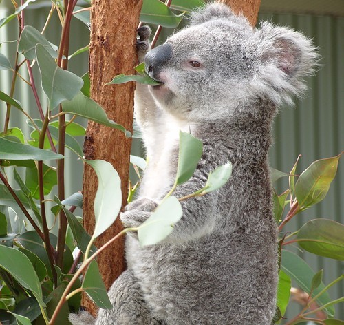 KOALA