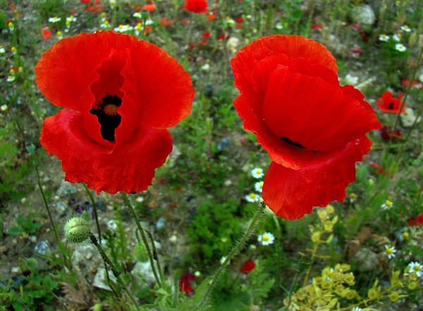 COQUELICOTS