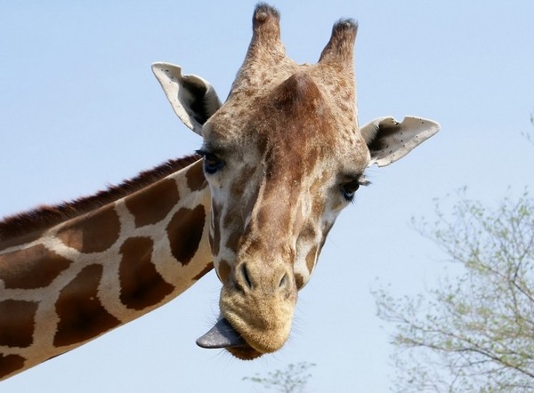 GIRAFE