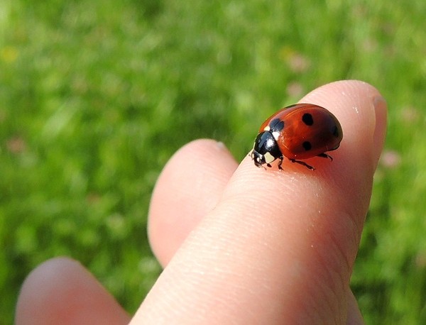 COCCINELLE