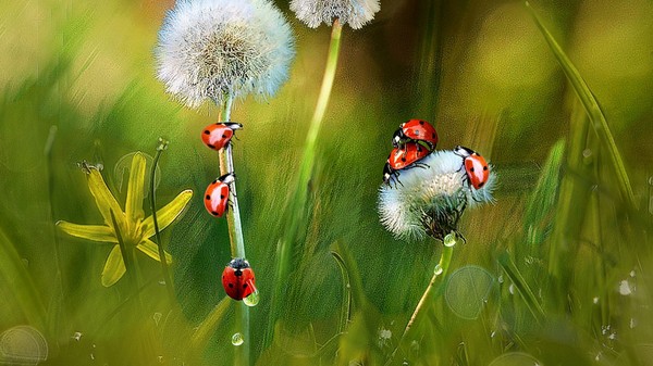 COCCINELLES