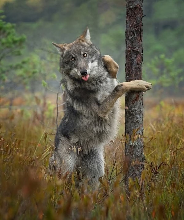 LOUP 2