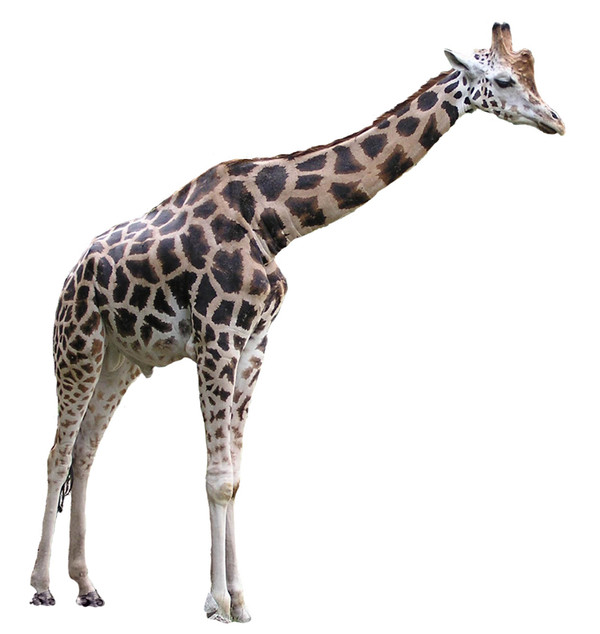 GIRAFE