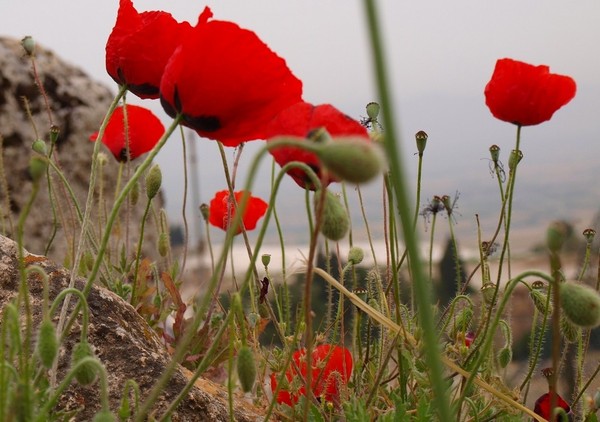 COQUELICOTS