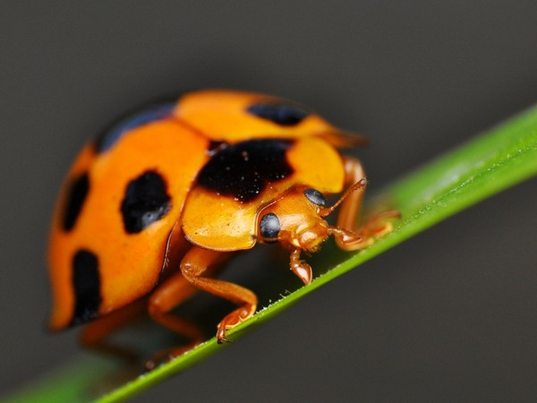 COCCINELLE