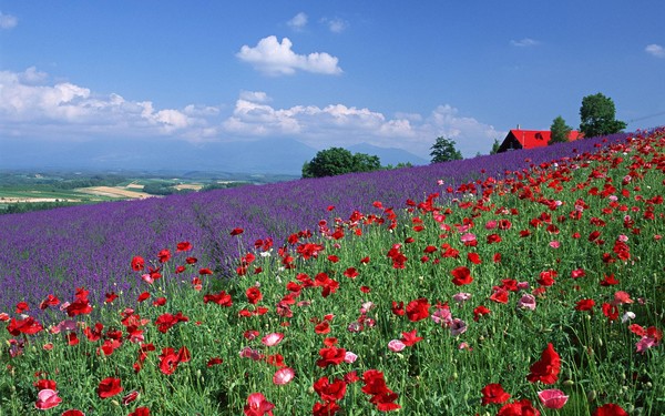 COQUELICOTS