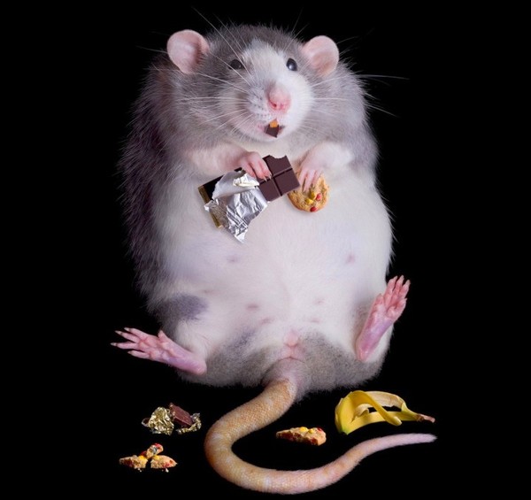 RAT