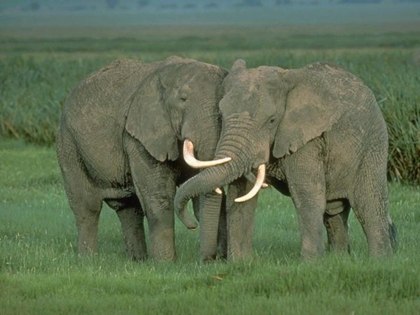 ELEPHANTS