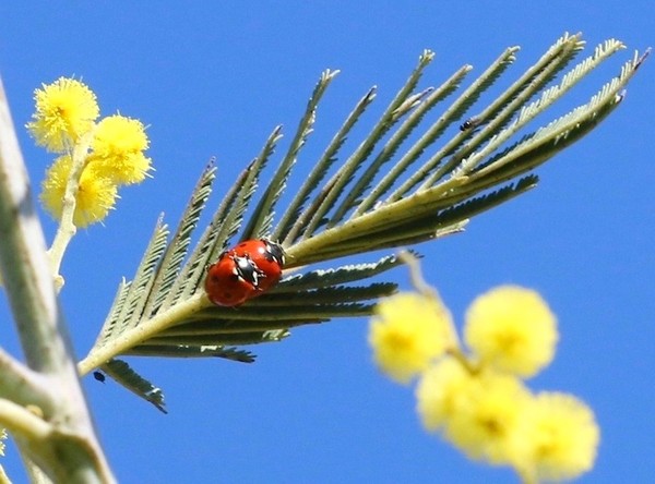 COCCINELLES