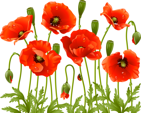 COQUELICOTS