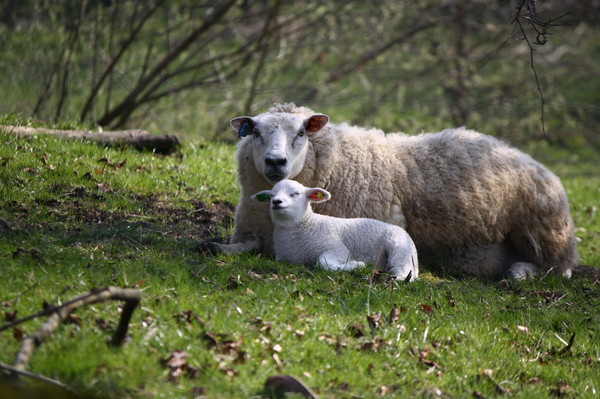 MOUTONS