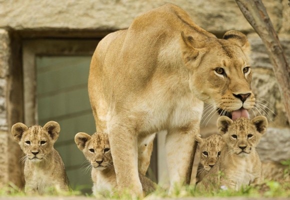 LIONNE ET LIONCEAUX