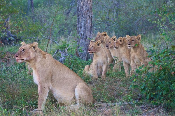 LIONNE ET SES PETITS