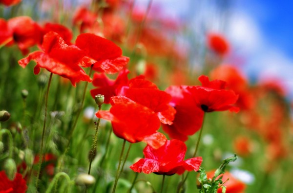 COQUELICOTS