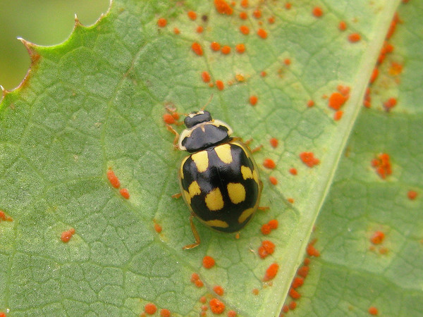 COCCINELLE 2