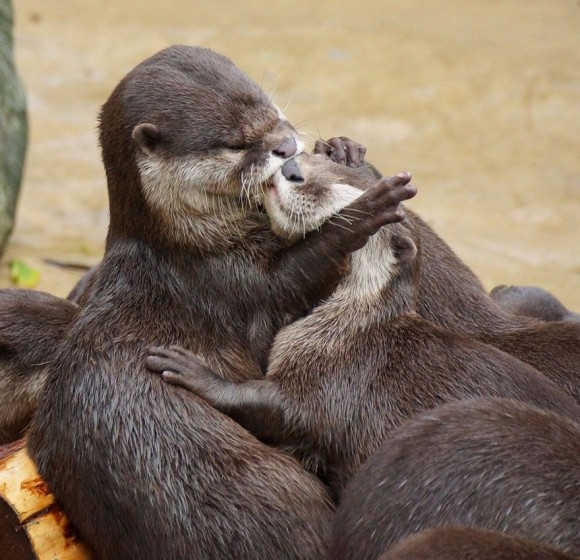 LOUTRE