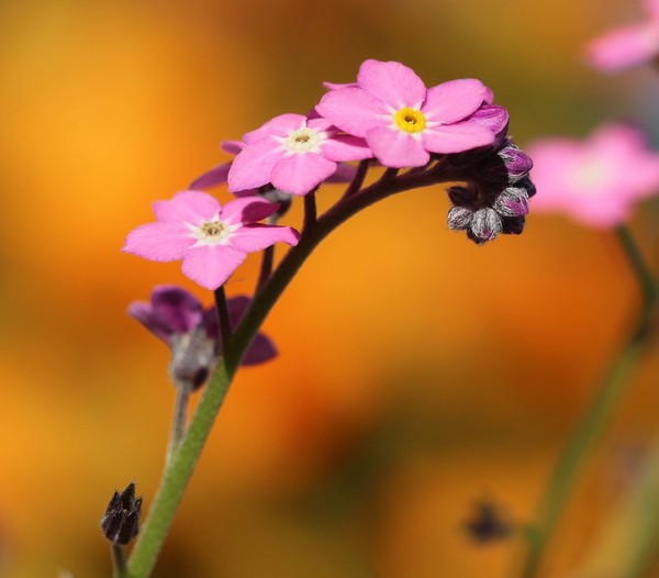 FLEURS