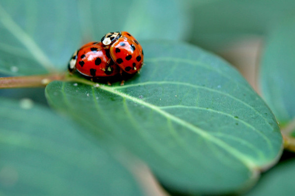 COCCINELLES