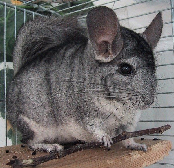 CHINCHILLA