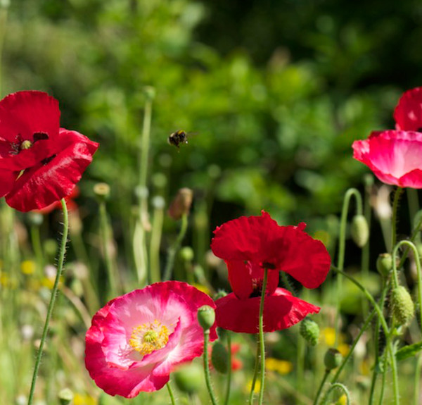 FLEURS