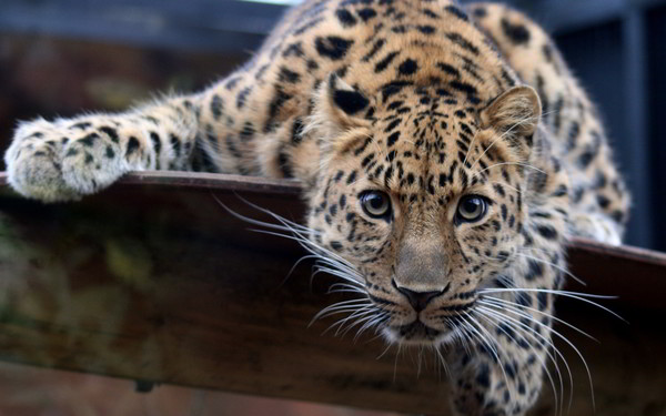 LEOPARD