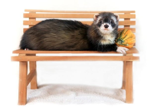 FURET