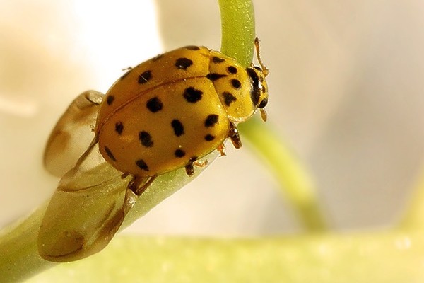 COCCINELLE 2