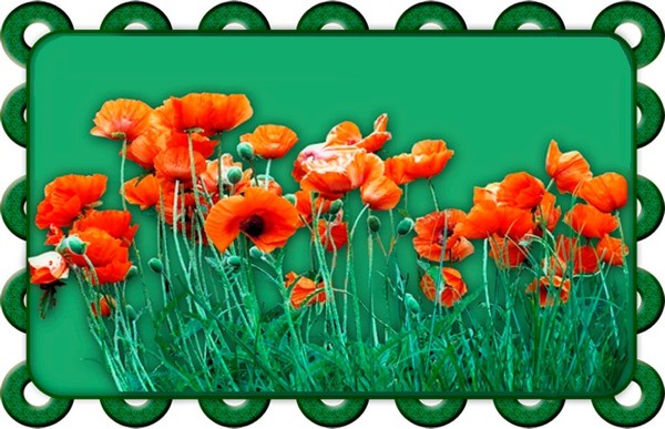 COQUELICOTS