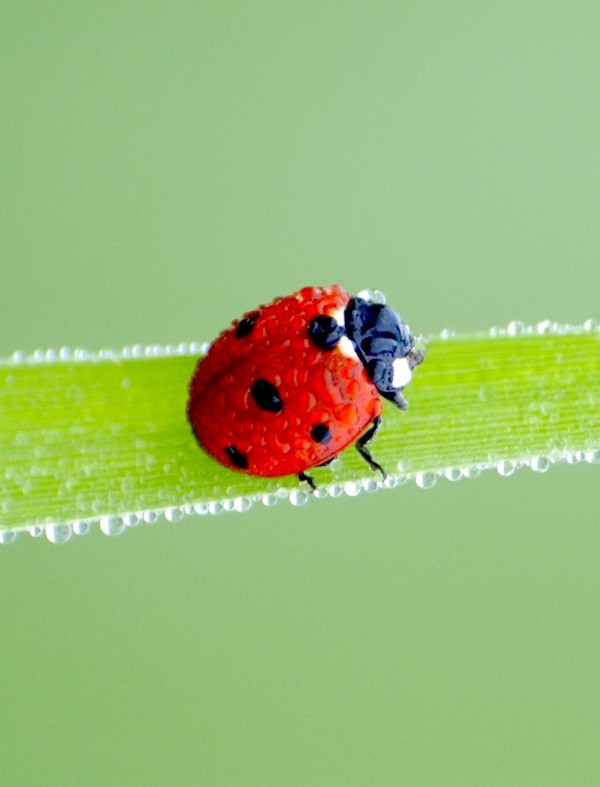 COCCINELLE