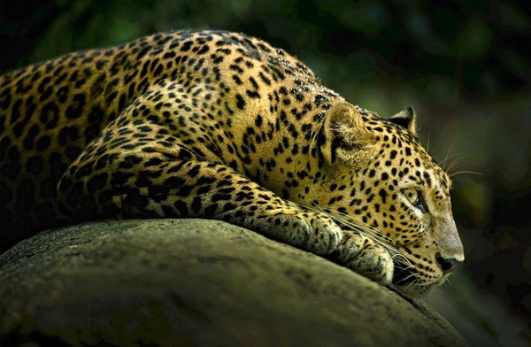 LEOPARD