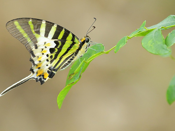 PAPILLONS