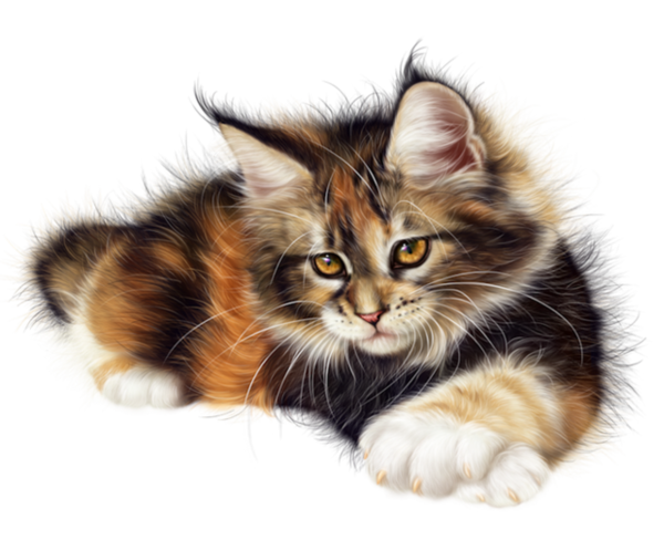 CHAT 7