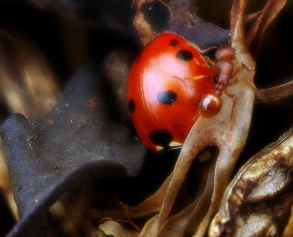 COCCINELLE