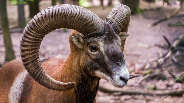 MOUFLON