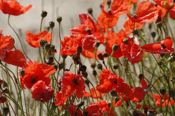 COQUELICOTS