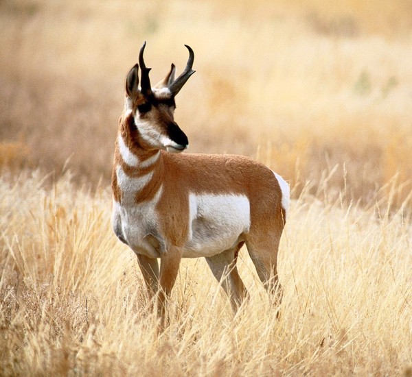 ANTILOPE