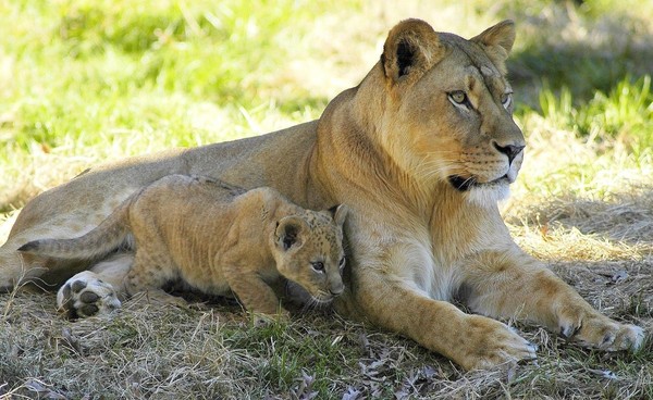 LIONNE ET LIONCEAU