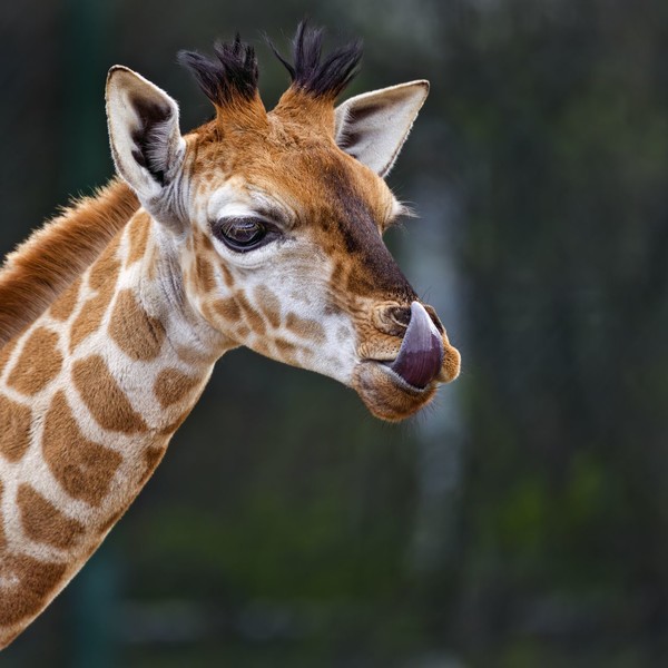 GIRAFE