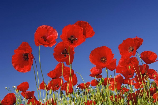 COQUELICOTS