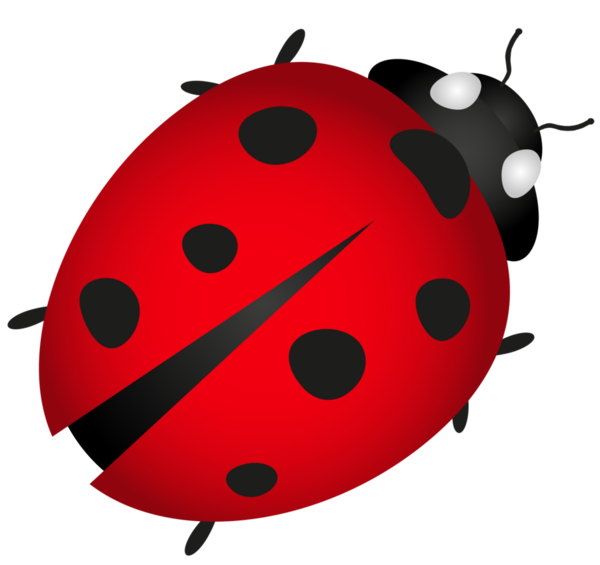 COCCINELLE 3