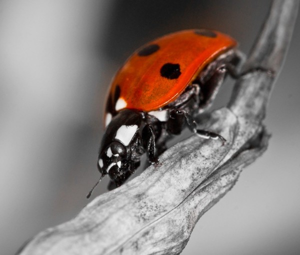 COCCINELLE