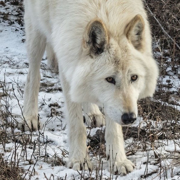 LOUP