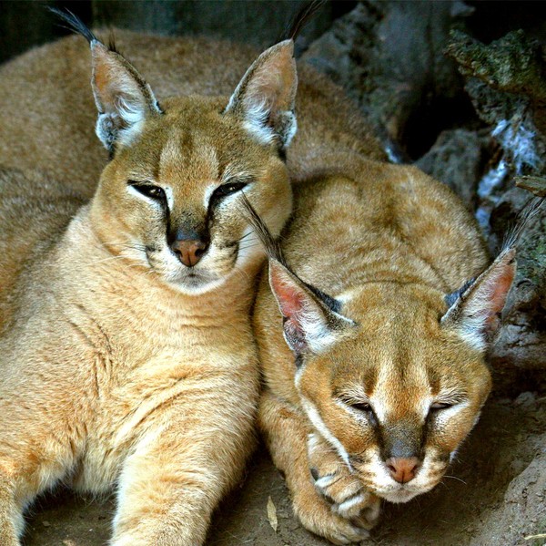 CARACALS