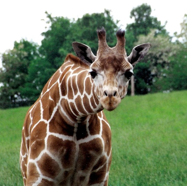 GIRAFE