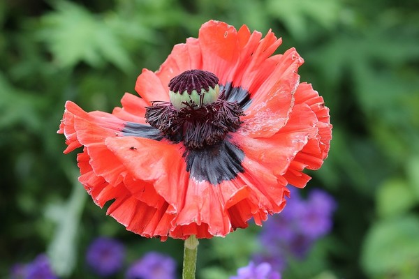 COQUELICOTS