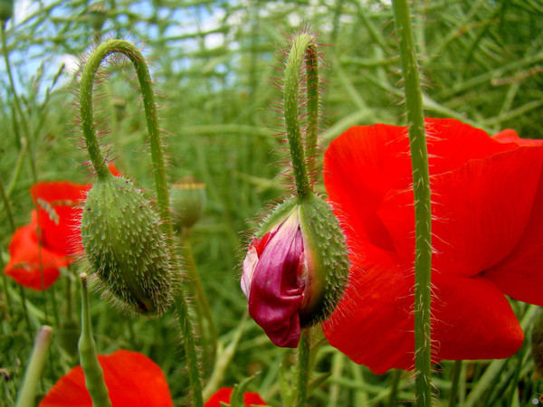 COQUELICOTS