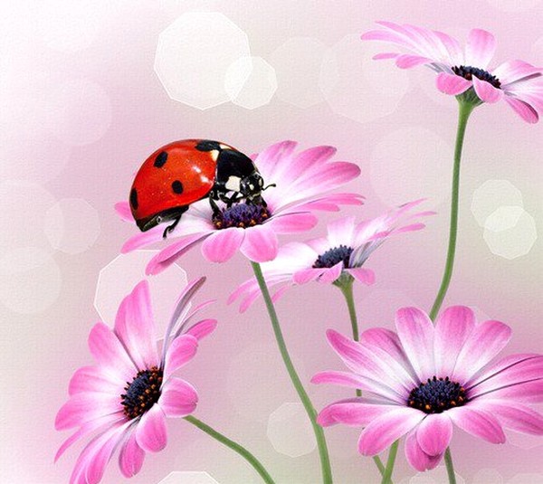 COCCINELLE