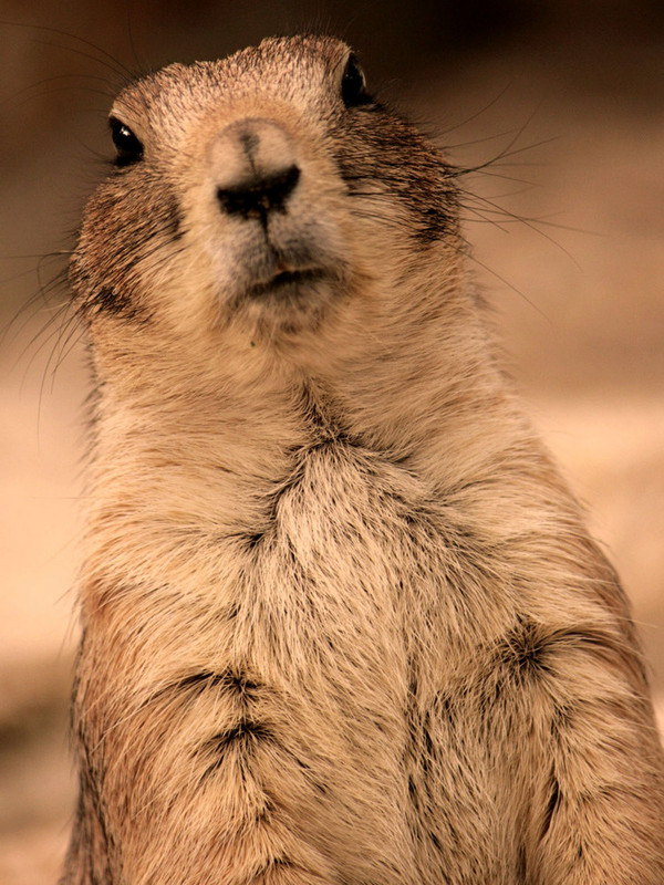 MARMOTTE