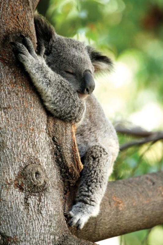 KOALA